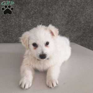 Toby, American Eskimo Puppy